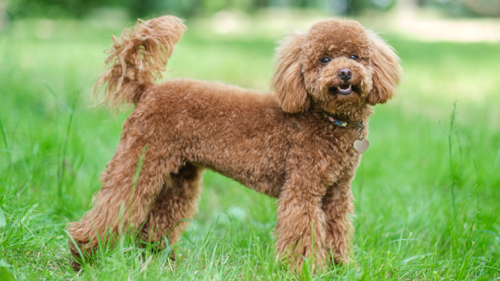 A red-brown toy poodle dog. Toy poodle puppy on a walk in the park