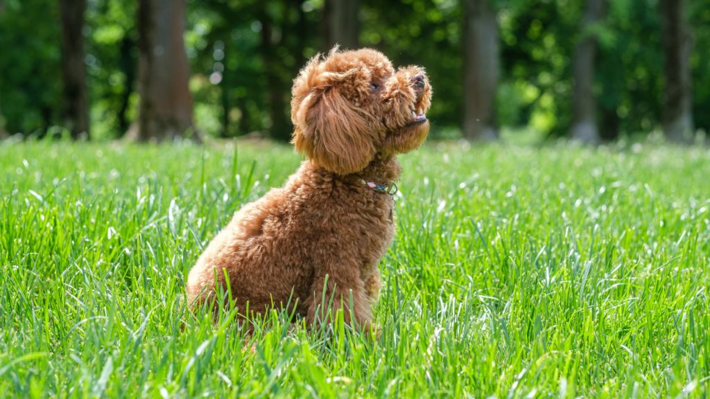 A red-brown toy poodle dog. Toy poodle puppy on a walk