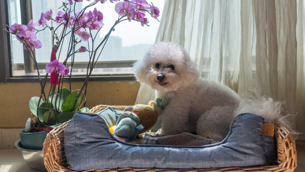 A toy poodle dog