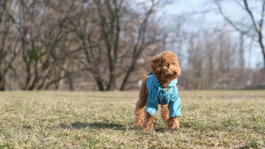 A toy poodle dog in a blue coat. Red-brown toy poodle puppy on a walk