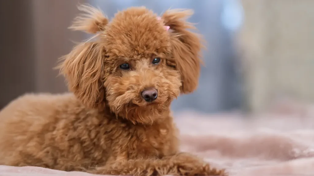 A toy poodle dog lies on a soft blanket. Red-brown toy poodle puppy