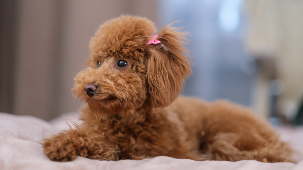 A toy poodle dog lies on a soft blanket. Red-brown toy poodle puppy