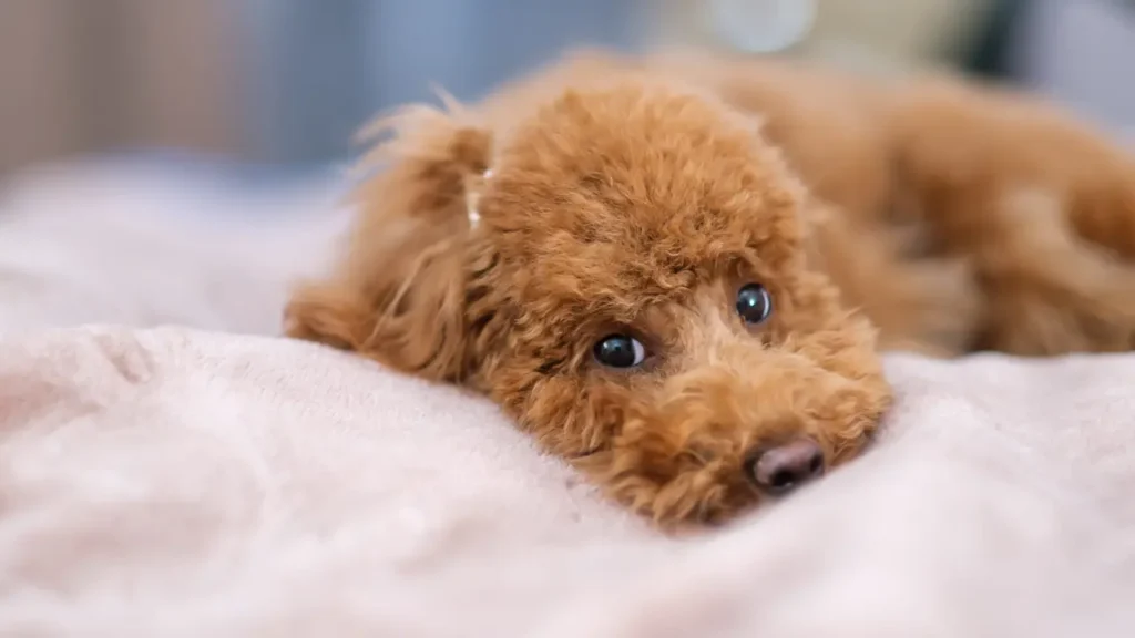 A toy poodle dog lies on a soft blanket. Red-brown toy poodle puppy