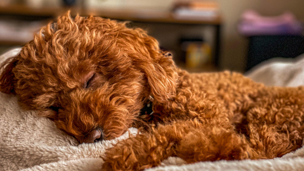 Adorable Brown Poodle Puppy Sleeping Peacefully