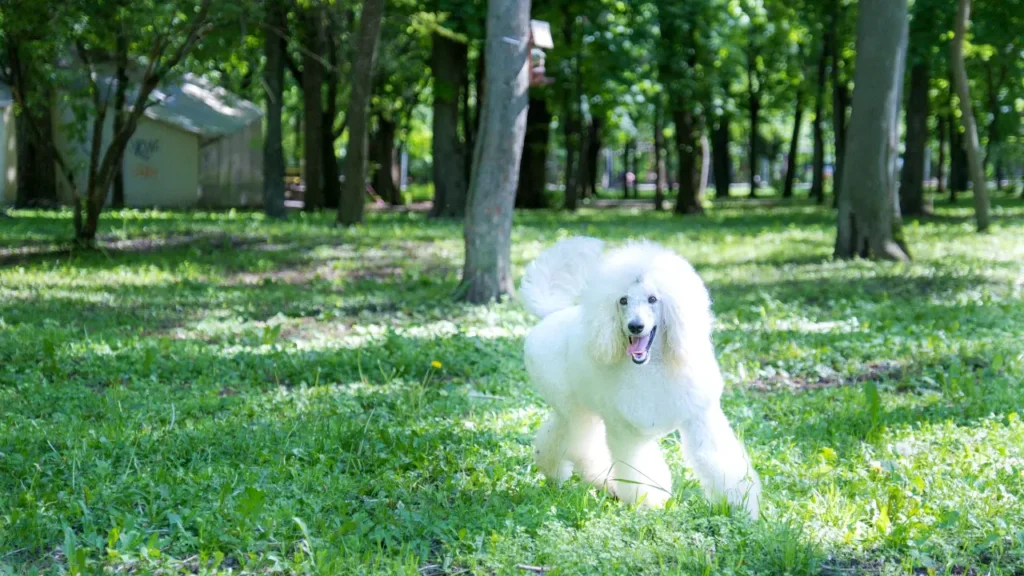 An Adorable Poodle