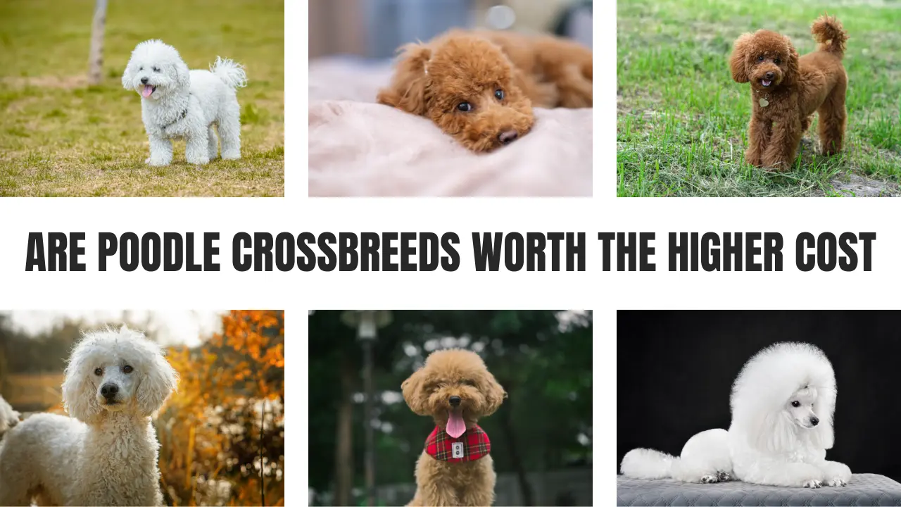 Are Poodle Crossbreeds Worth the Higher Cost