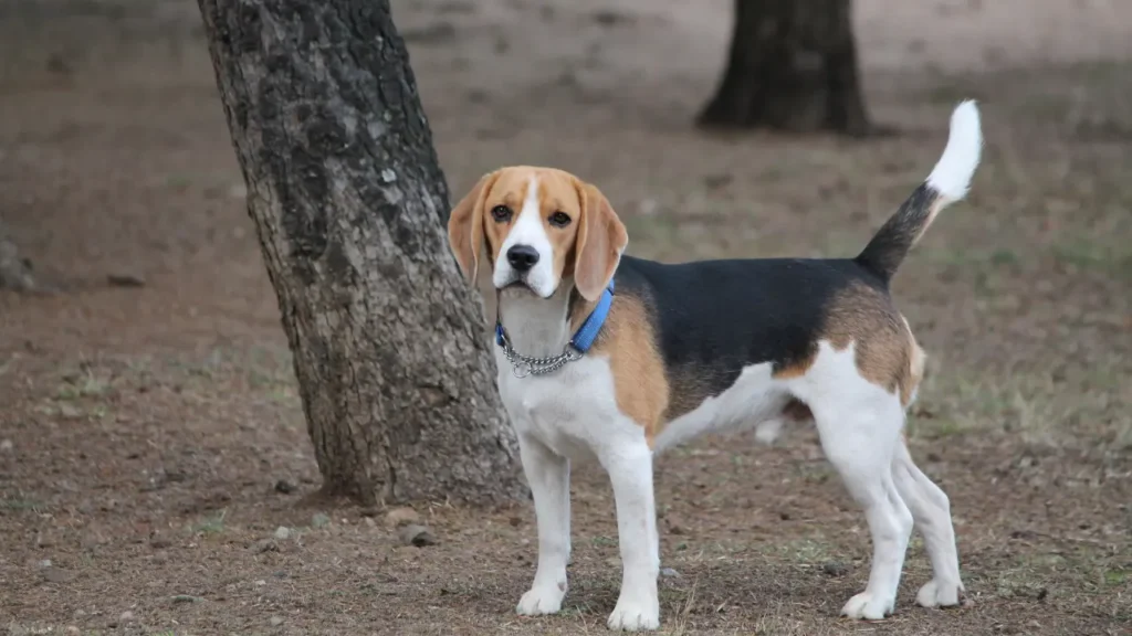 Beagle Poodle