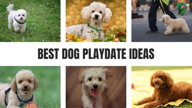 Dog Playdate Ideas