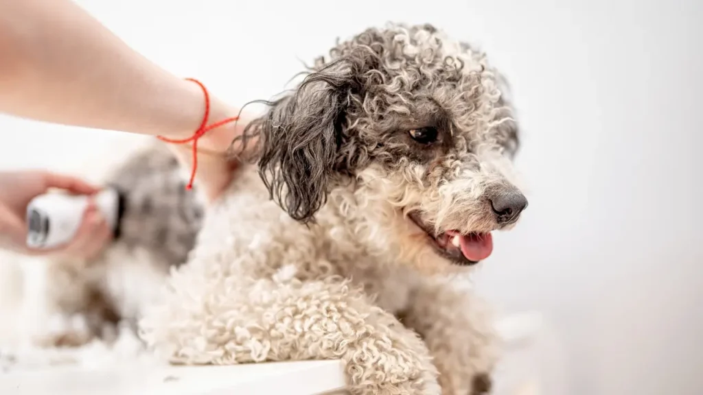 Bichon Frise Dog Getting His Hair Cut at the Groomer