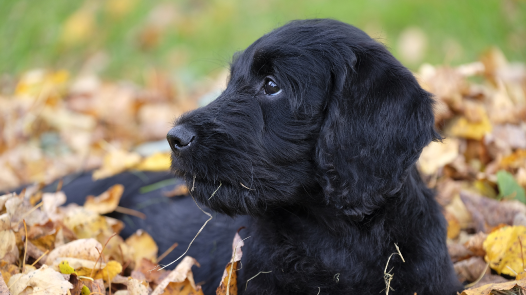 Black Labrador Poodle Puppy