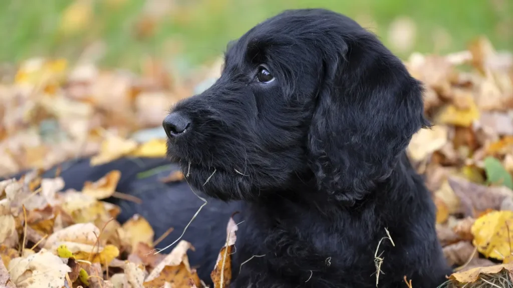 Black Labrador Poodle Puppy