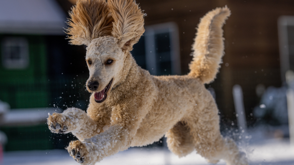 Brown Curly Coated Dog on Snow Covered Ground