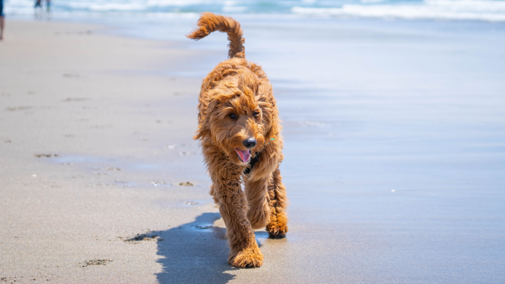 Brown Long Coated Dog