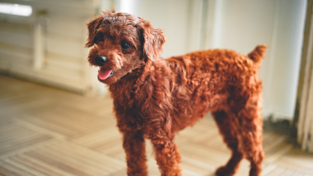 Brown Poodle