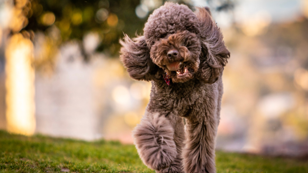 Brown Poodle Walking on Grass Field