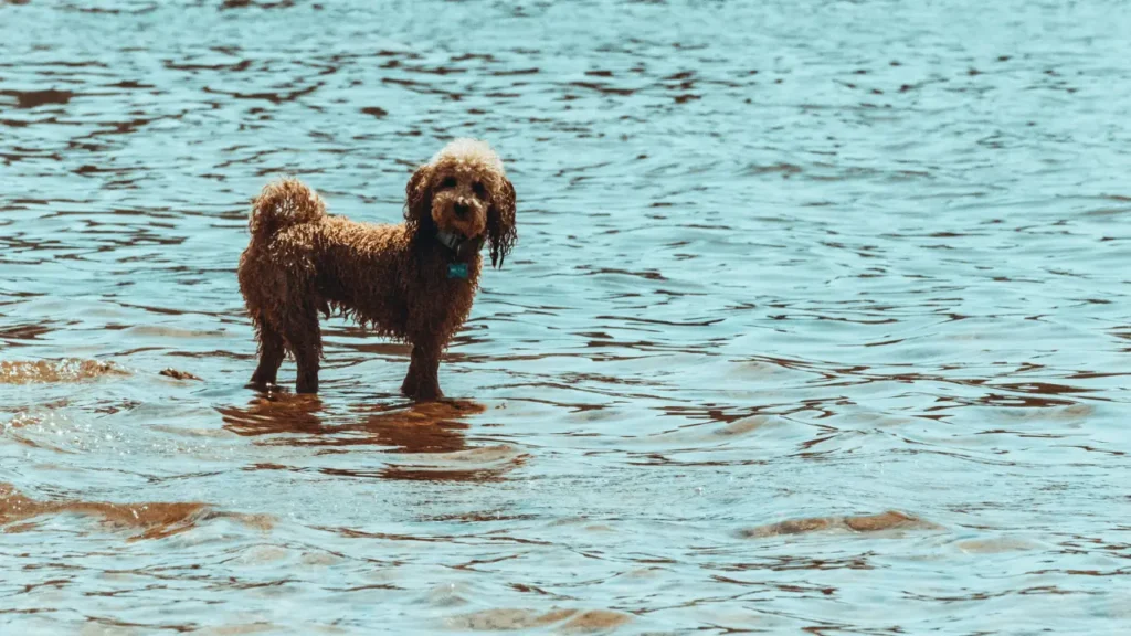 Brown Poodle on the Sea