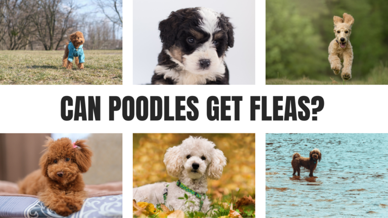 Can Poodles Get Fleas