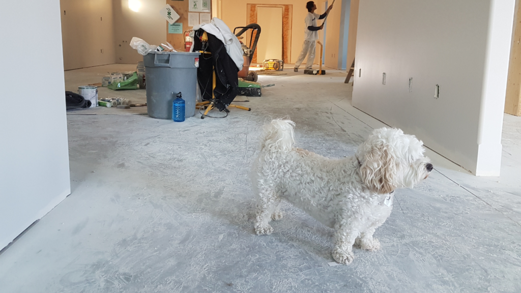 Close-up Photography of White Poodle