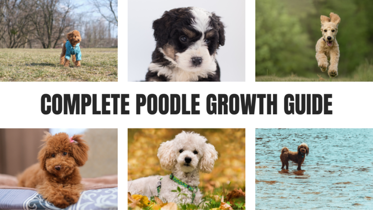 Poodle Growth Guide