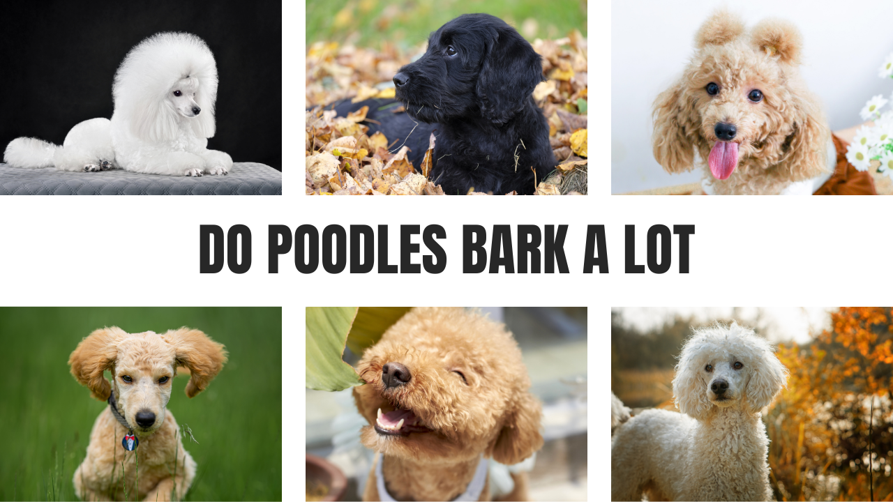 Do Poodles Bark A Lot