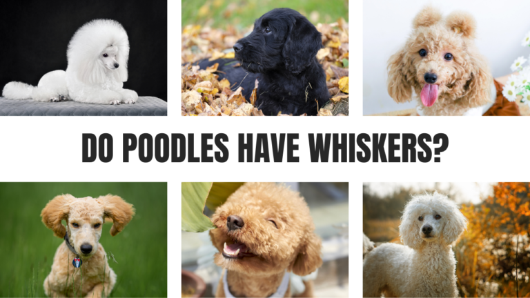 Do Poodles Have Whiskers