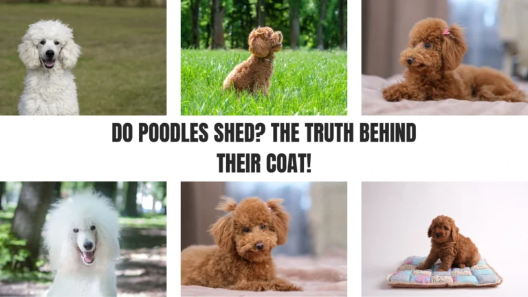 Do Poodles Shed The Truth Behind Their Coat!