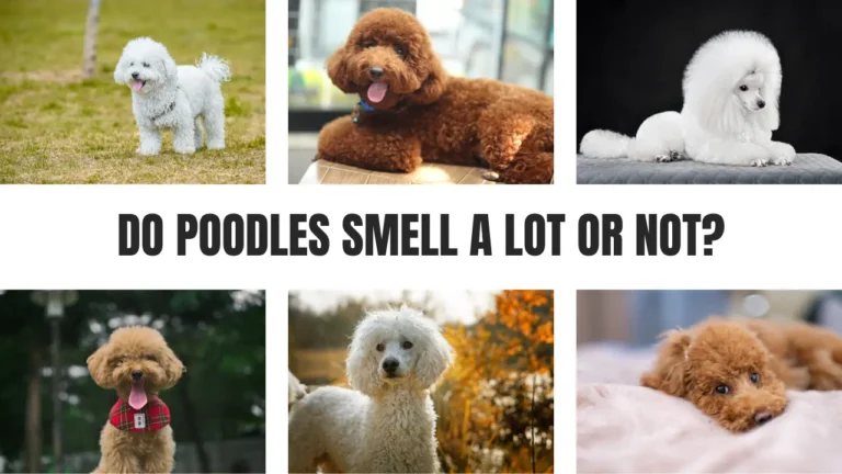 Do Poodles Smell A Lot or Not