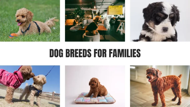 Dog Breeds for Families