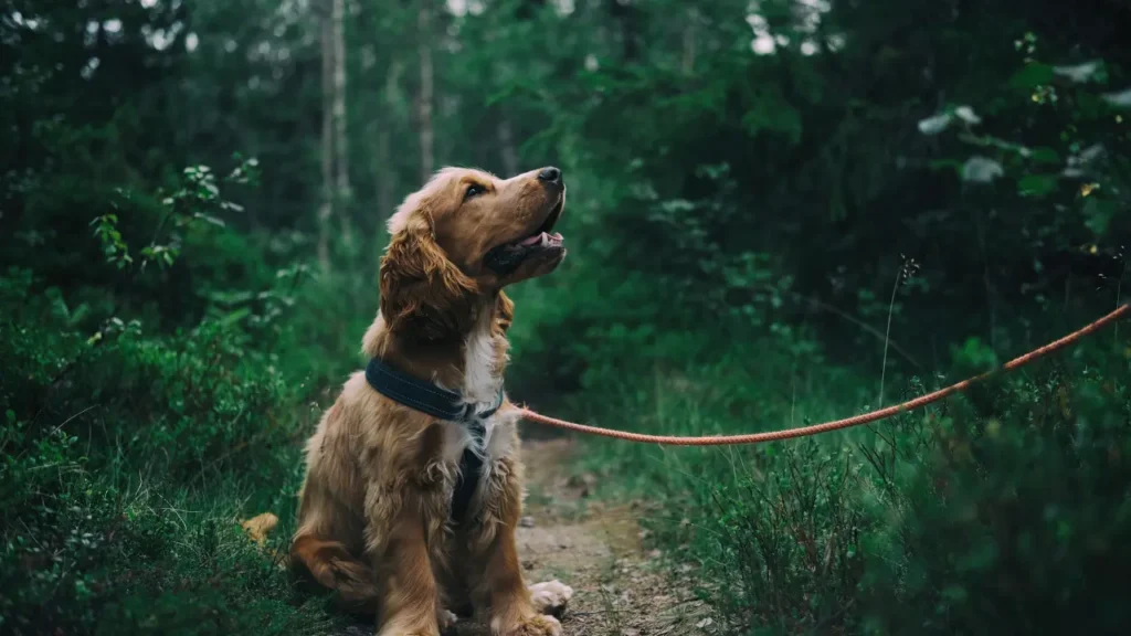 English Cocker Spaniel Puppy Sitting On Ground Beside Grass