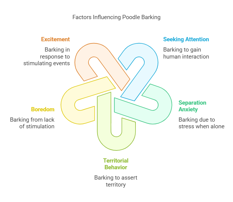 Factors Influencing poodle Barking