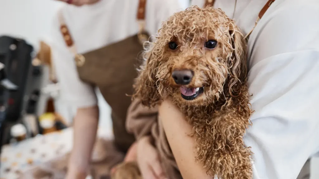 Groomer Holding Happy Wet Dog