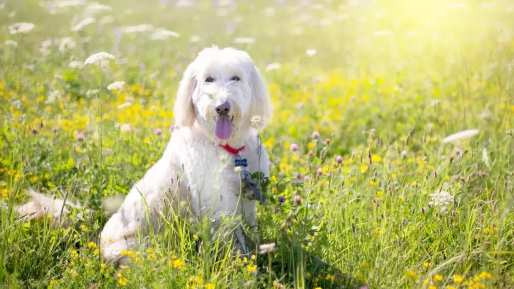 Happy Poodle