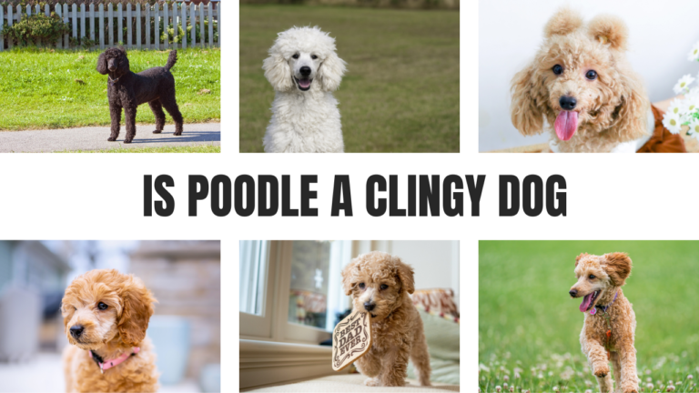 Is Poodle a Clingy Dog