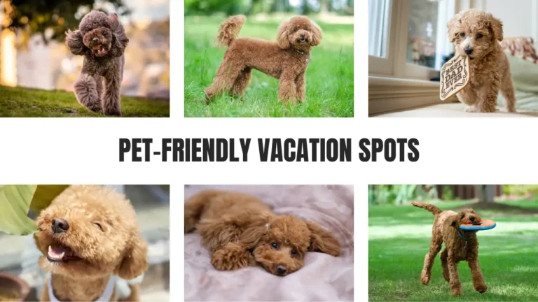 Pet-Friendly Vacation Spots