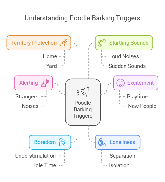 Poodle Barking Triggers