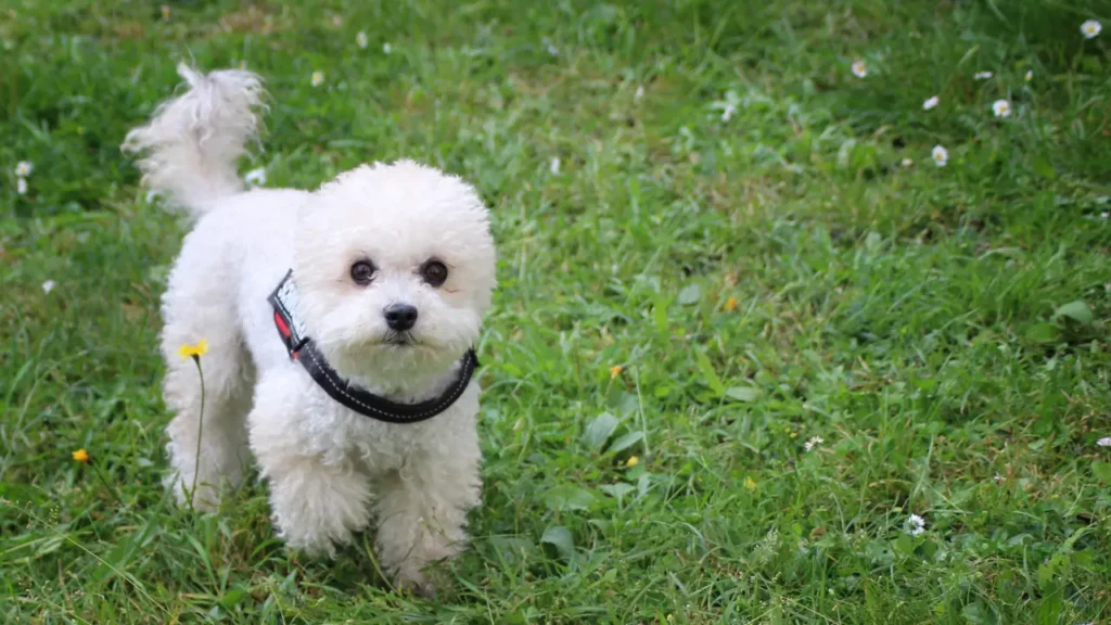 Poodle Dog