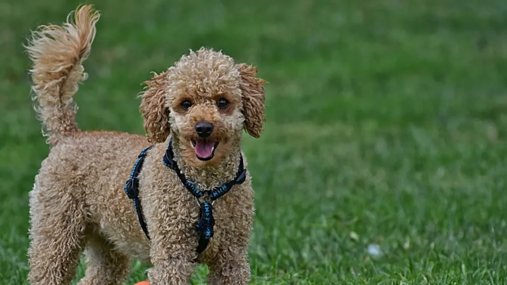 Poodle Dog