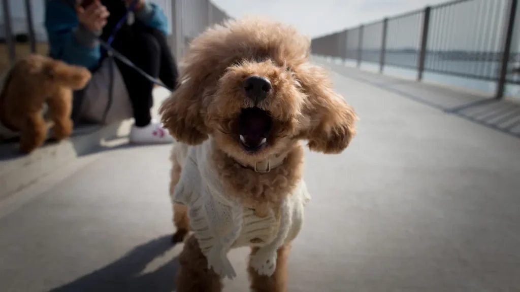 Poodle Dog on Street