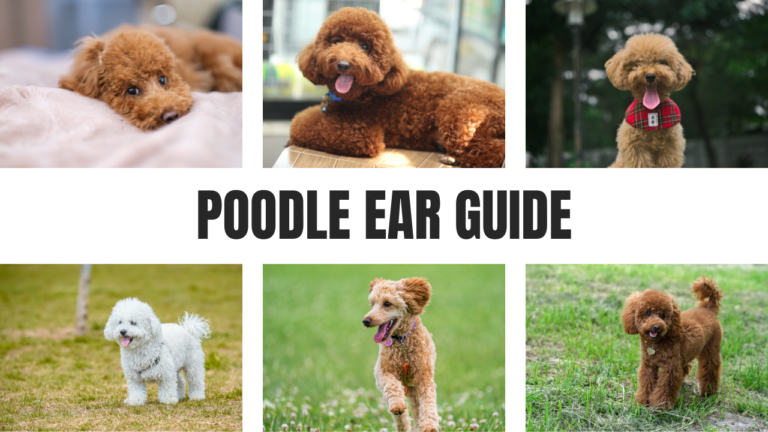 Poodle Ear Guide