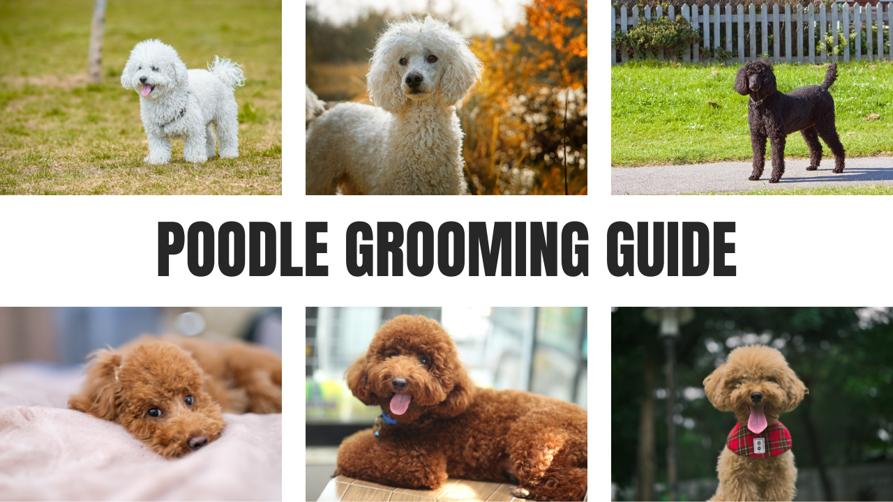 Poodle Grooming Guide