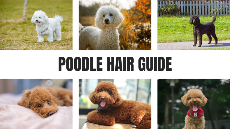 Poodle Hair Guide