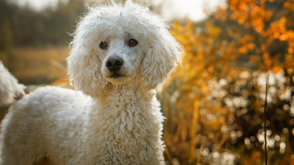 Poodle Straight Coat