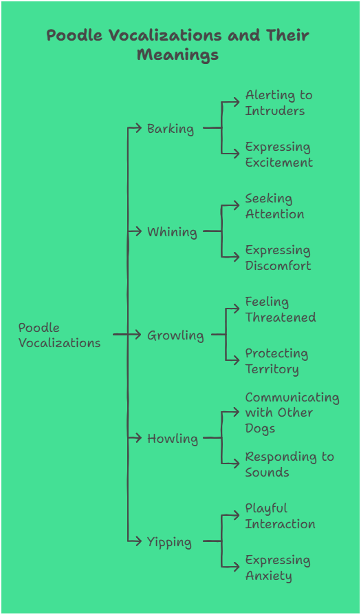 Poodle Vocalization and Their meanings