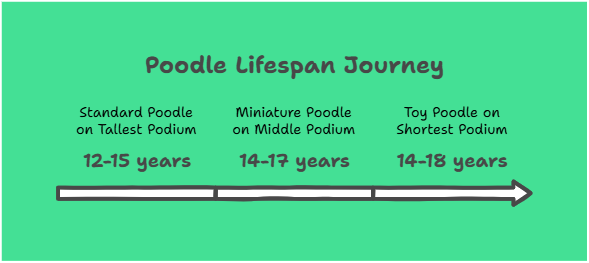 Poodles Life Span Chart