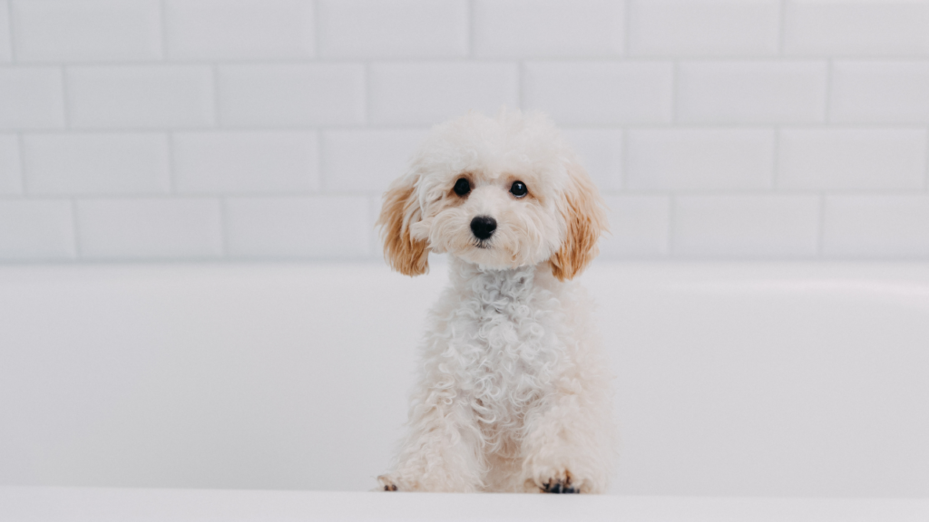 Portrait of adorable, happy puppy of toy poodle is bathing. Cute smiling dog on white background