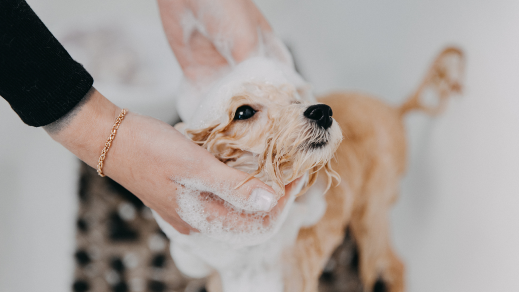 Professional skilled groomer carefully wash the Poodle dog in bath, before grooming procedure