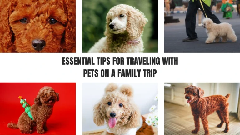 Tips For Traveling With Pets On A Family Trip