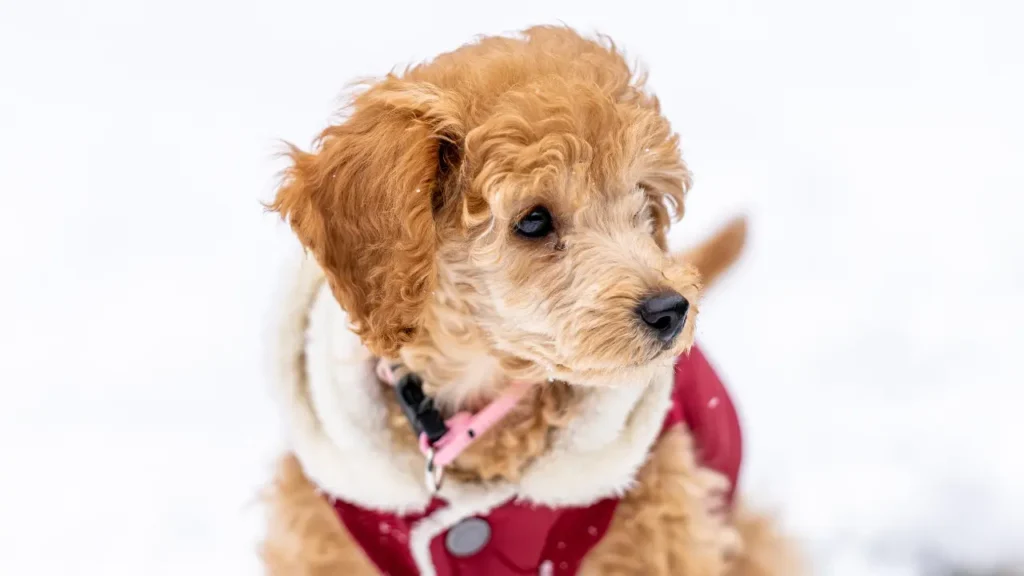 Toy Poodle walking on snow