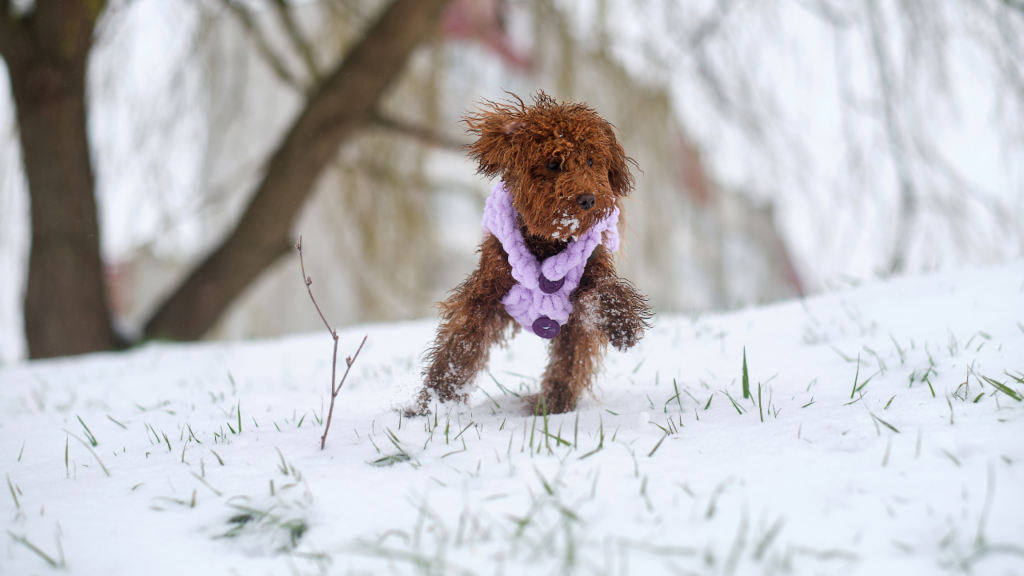 Toy poodle dog in knitted winter clothes. A red-brown toy poodle puppy on a winter walk in a snowy park