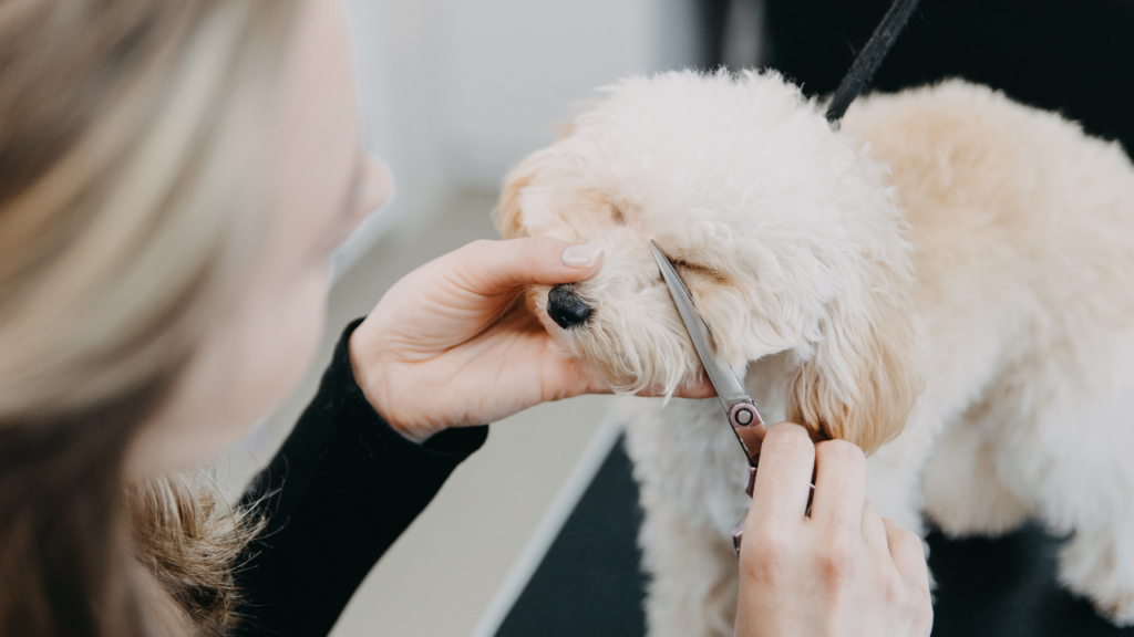 Toy poodle getting his hair cut at the groomer